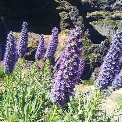 Flores & tradiciones