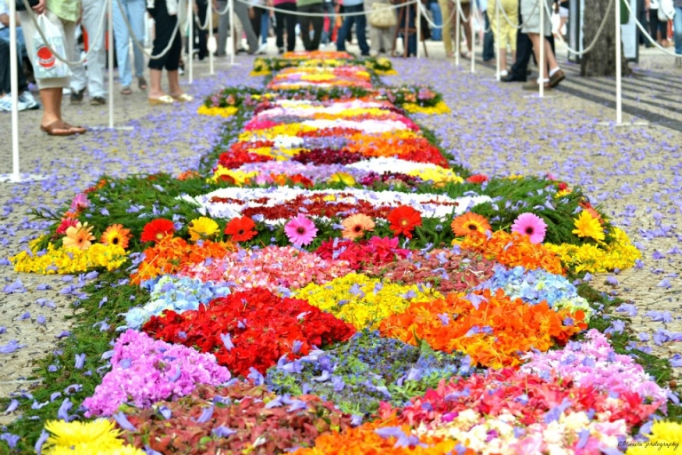 Festa da flor